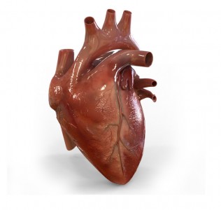 heartgraphicweb