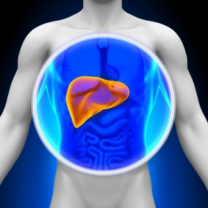 Location of the liver